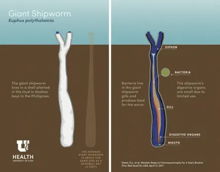 This creepy shipworm lives inside a basketball-bat size tube, its appearance shocks scientists