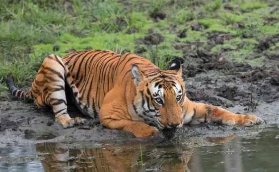 Teeth of tiger 'Prince' recovered, three arrested from Channamallipura village in Karnataka