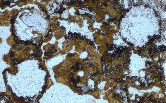 Mystery behind origin of life solved? Oldest evidence of life on land discovered in 3.48-bn-yr-old Australian rocks