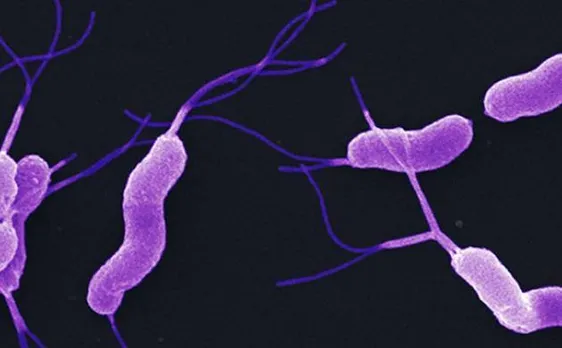 Intestinal gut bacteria may help reduce rate of ageing, says study