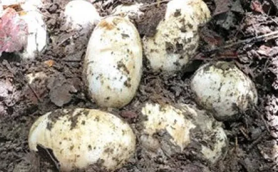 Rare crocodile eggs from endangered species called Siamese discovered in Cambodia