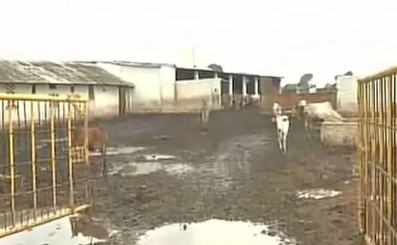 Chhattisgarh: Over 200 cows die of starvation at BJP leader's Gaushala 
