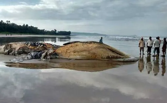 Mumbai: Sound of ships results in death of marine mammals, reveals study