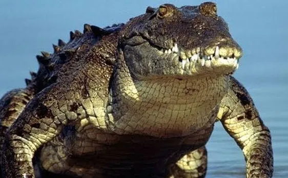 Scientists discover new dinosaur-eating crocodile species 