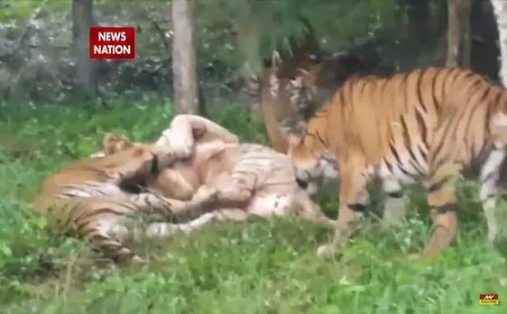 Xenophobic Royal Bengal Tigers maul White Tiger at Bangalore, see the video