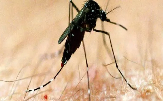 Tamil Nadu: Upsurge in dengue cases, 138 cases recorded so far