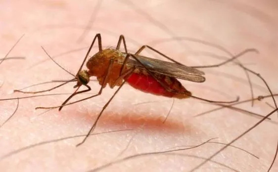 India accounts for 6 percent of global malaria cases, says WHO report