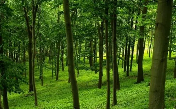 Forest cover increased by 85 sq km between 2013-15 in Rajasthan