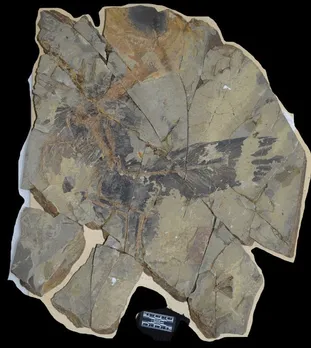 Duck-sized dinosaur 'Caihong juji' with big chest discovered in China, See Pics