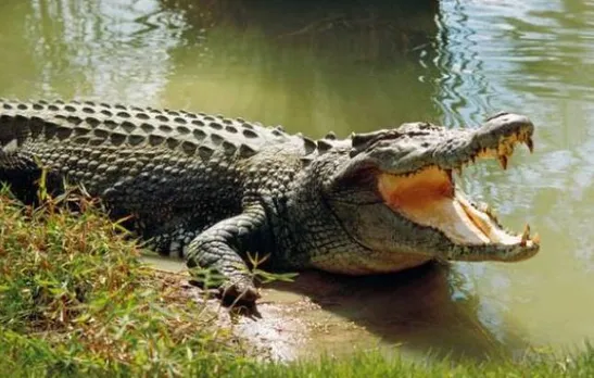 Forest official rescue 4.4-foot marsh crocodile from a drain in Mumbai