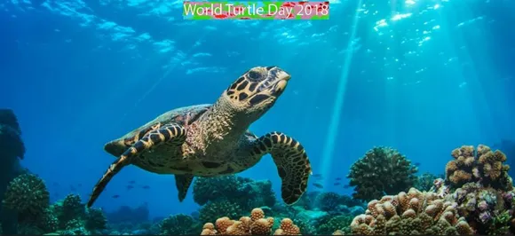 World Turtle Day 2018: How to save turtles and tortoises in the world
