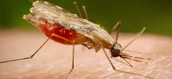 Rapid, portable malaria diagnostic tool developed