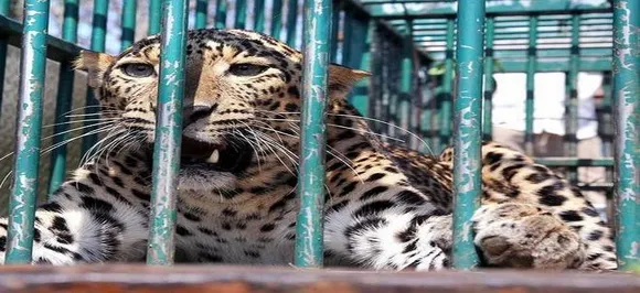 Karnataka: Leopard trapped in Udupi district