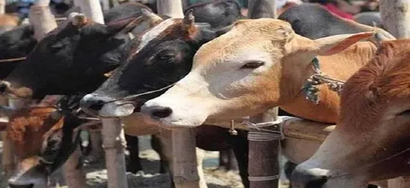 15 oxen found dead in abandoned container in southwest Delhi