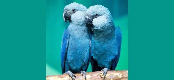 Trailing the little Blue Spix's Macaw in Avian extinctions 