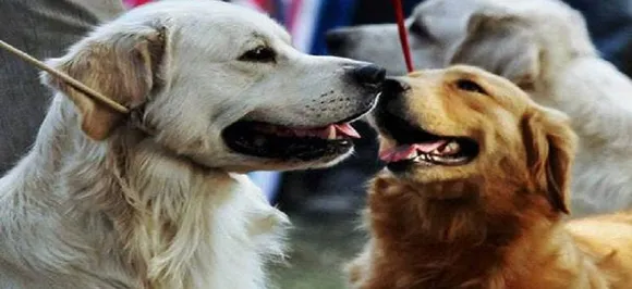 Stop killing dogs, cats for human consumption: US House urges India, China