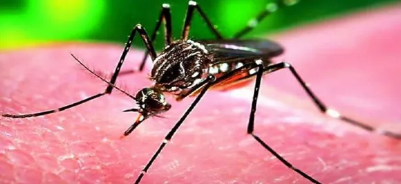 Woman tests positive for Zika virus in Rajasthan