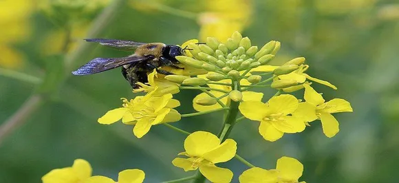 Honey: Its benefits for health and skin