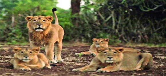 Virus which wiped out 30% lion population in East Africa responsible for Gir big cat deaths: ICMR-NIV