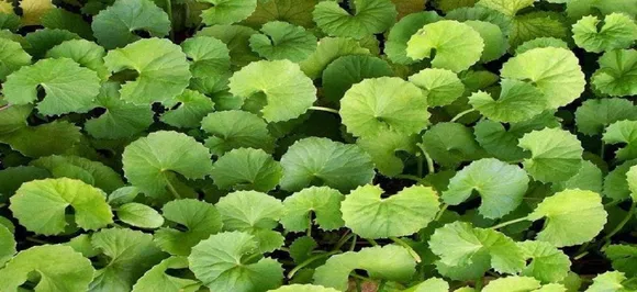 Pennywort: Ancient medicinal use of Mandukaparni and its health benefits