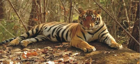 Tigress Avni shot dead in self-defence? Maharashtra CM Devendra Fadnavis orders probe