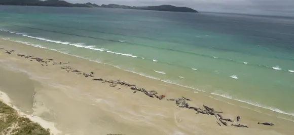 51 pilot whales die after mass stranding in New Zealandâ€™s Chatham Islands