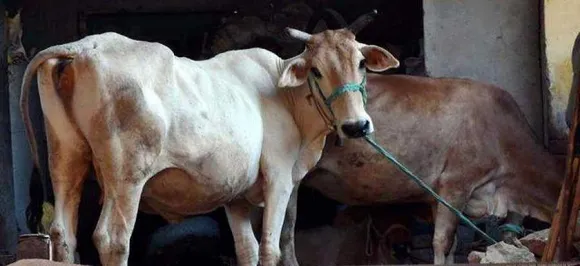 Madhya Pradesh: Panchayat ostracises farmer, family for killing cow â€˜accidentallyâ€™