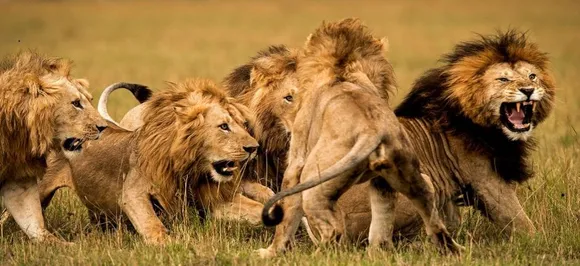 Lions taking charge of traffic near Kruger National Park left Twitterati amazed - watch video