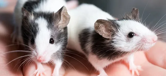 Mice flown to space may help decode ageing: NASA