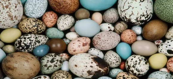 Scientists discover world's oldest eggs to shed new light on dinosaur evolution