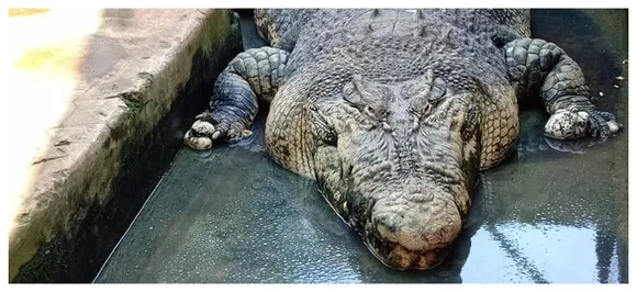 Shocking!!!! Crocodile grabs manâ€™s crotch, drags him into river, emerges with feet in jaws