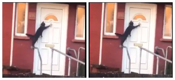 WATCH| Cat locked out politely KNOCKS on door to let it be in