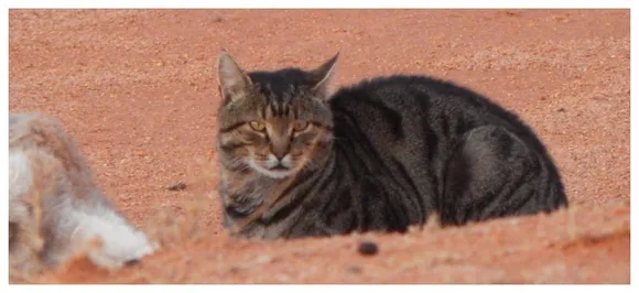 War against cats: Australian government aims to kill at least two million feral by 2020