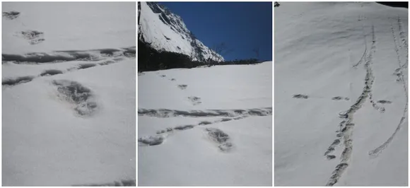 Yeti sighted in Himalayas? Indian Army tweets 'footprint' pics, creates buzz