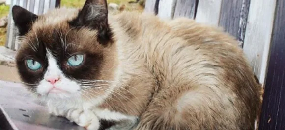 Internet legend Grumpy cat dies at 7, family shares emotional post on social media