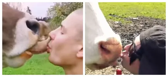 WATCH | People are French Kissing cows in a bizarre new trend, Austrian government issues warning 