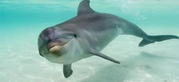 Dolphins form friendships through shared interests, just like humans: Study