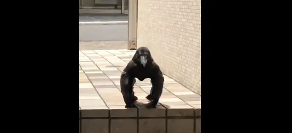 Crow or gorilla - Bizarre video leaves netizens baffled; can you solve this mystery?  