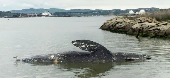 Amid die-off, scientists seek beaches for dead whales to rot in peace