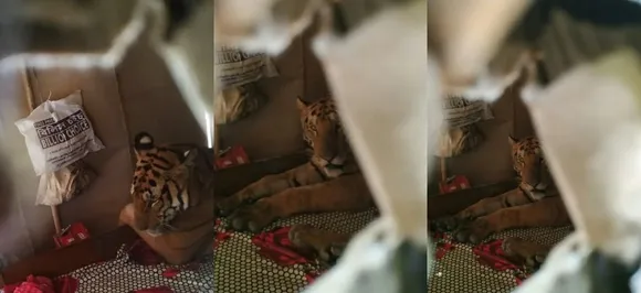 Hit by flood fury, Royal Bengal Tiger takes nap in Assam house, pics go viral 