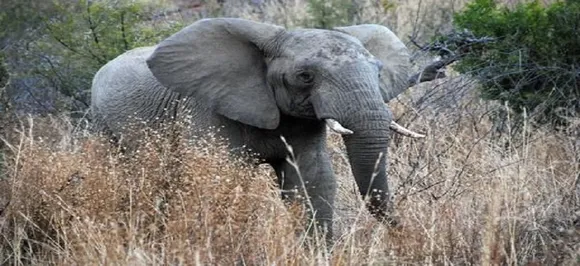 Singapore makes its biggest ever illegal ivory seizure