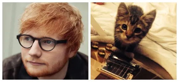 Ed Sheeranâ€™s cat, Graham, dies after being hit by a car