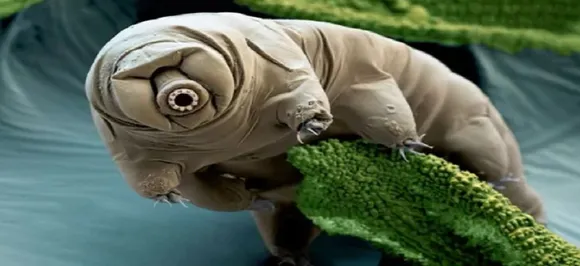 Life on Moon? 'Indestructible' tardigrades -- 'water bears' -- stuck on lunar surface after crash