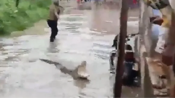 Fact Check: Was Crocodile Spotted In Patna During Bihar Floods? Here's The Reality  