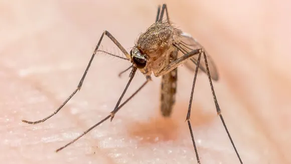 New Compound Can Inhibit Malaria Parasite Growth, Claims Study