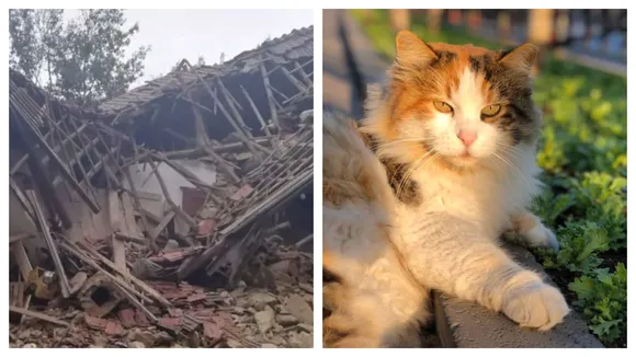 Hero Cats, 'Simba And Mose' Saved Italian Couple From Landslide 