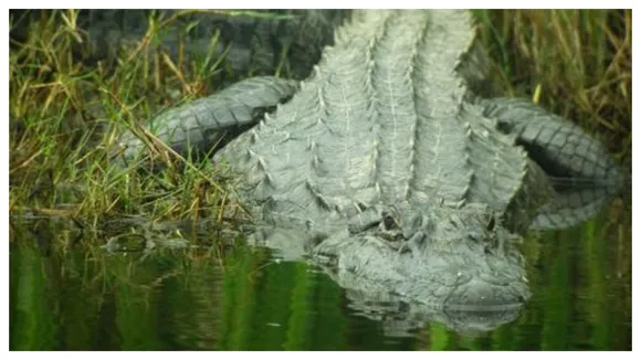 Crocodile Nearly Bites Off Hunterâ€™s Pe**s After He Mistook It For A Log