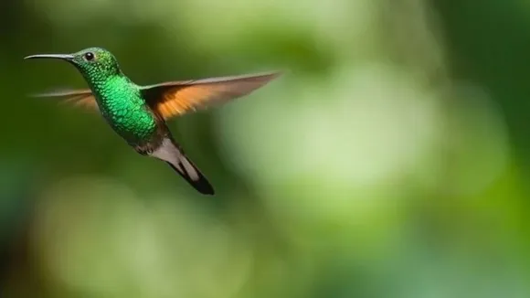 Birds Depend On Bacteria For Communication, Mating: Study