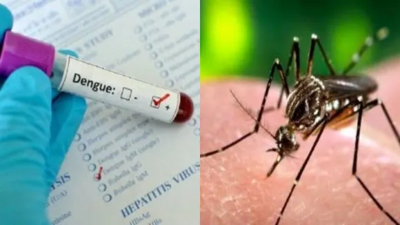 Fact Check: Will Applying Coconut Oil Protect You From Dengue Viral Infection? 