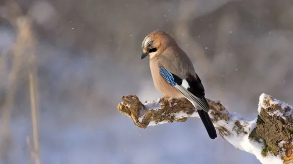 Climate change causing birds to shrink, Claims Study